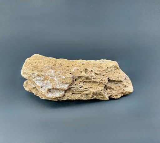 SD Petrified Wood