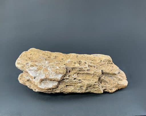 SD Petrified Wood