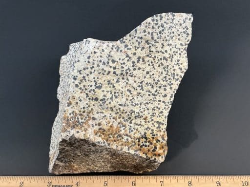 BCR319 Dalmatian Stone - Image 3