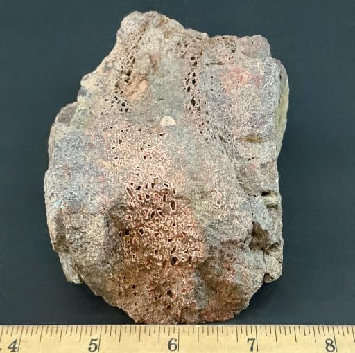 BCR422 Fossilized Dino Bone - Image 4