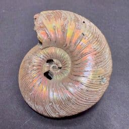 Pyritized Ammonite