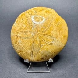 Fossil Sand Dollar