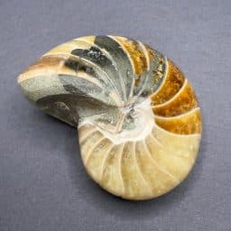 Pyritized Nautiloid