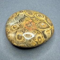 Fossil Coral